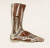 Foot anatomy,19th Century illustration