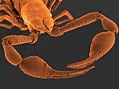 Cave pseudoscorpion,SEM