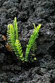 Plants recovering after volcanic eruption