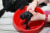 Female Poodle gives birth