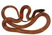 False coral snake