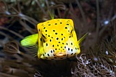 Yellow boxfish