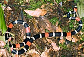 South American coral snake