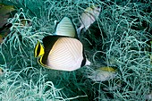 Indian vagabond butterflyfish on a reef
