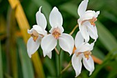 Orchid (Cymbidium erythrostylum)