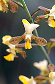 Orchid (Eulophia paludicolus)