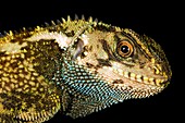 Duellman's dwarf iguana