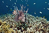 Red lionfish hunting over a reef