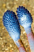 Blue stalked sea squirts