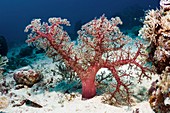 Soft coral on a reef