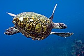 Hawksbill turtle