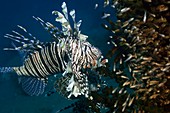 Red lionfish hunting over a reef