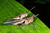 Monkey grasshoppers mating