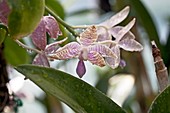 Phalaenopsis luddemanniana