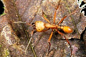 Army ant