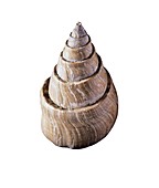 Whelk fossil