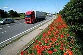 Motorway traffic and poppies