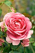 Rose (Rosa 'Parade')