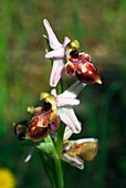 Orchid (Ophrys scolopax)