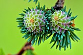 Larch (Larix decidua) cones