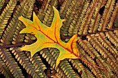Scarlet oak (Quercus coccinea) leaf