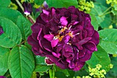 Rose (Rosa 'Tuscanny Superb')