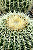 Cactus (Echinocactus grusonii)