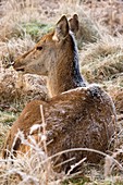 Female red deer covered in frost