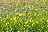 Wildflower meadow