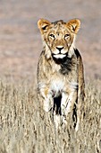 African lion male juvenile