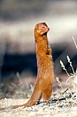 Slender mongoose