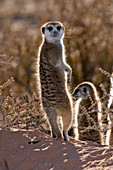 Meerkat