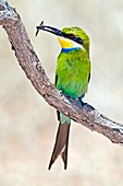 Swallow-tailed bee-eater