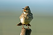 Southern thick-billed lark