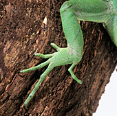Green iguana foot