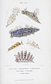 British nudibranchs,artwork