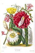 Cactus flowers,19th century