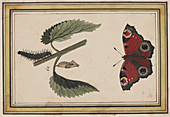 Butterfly life stages,artwork
