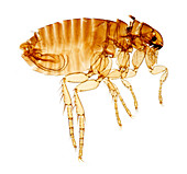 Cat flea