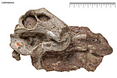 Lystrosaurus dinosaur fossil