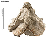 Hyperodapedon beaked lizard fossil