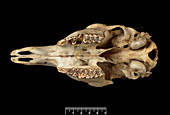 Four-horned antelope skull