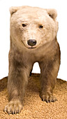 Grizzly-polar bear hybrid specimen