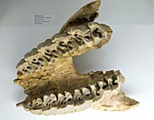 Fossilised rhinoceros jawbone