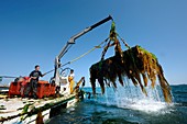 Abalone farming