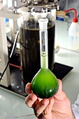 Microalgae biofuel research