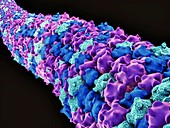Microtubules,artwork