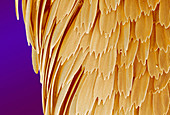 Butterfly wing scales,SEM