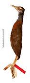Red-throated wood-rail bird
