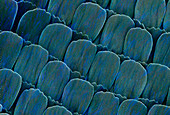 Butterfly wing scales,SEM